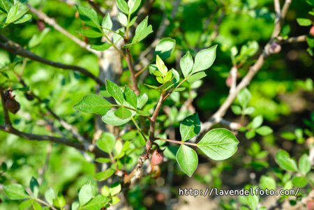 مرمکی، مرحجازی